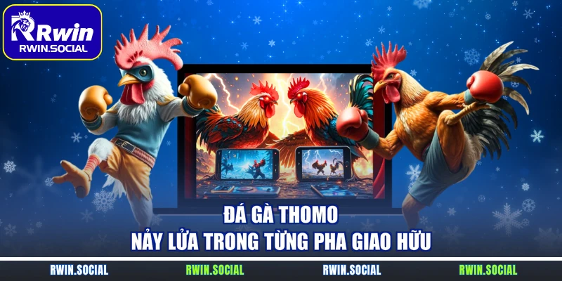 Đá gà Thomo nảy lửa trong từng pha giao hữu
